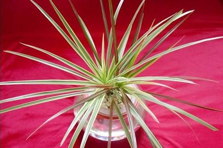 三色千年木的养殖办法和注意些什么