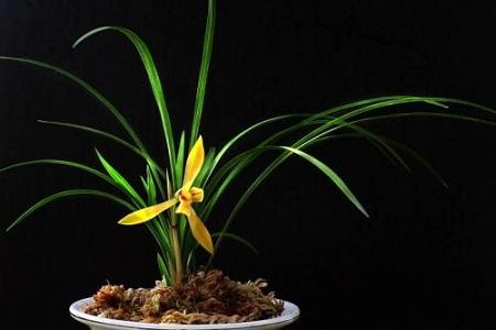 兰花用什么土栽培最好