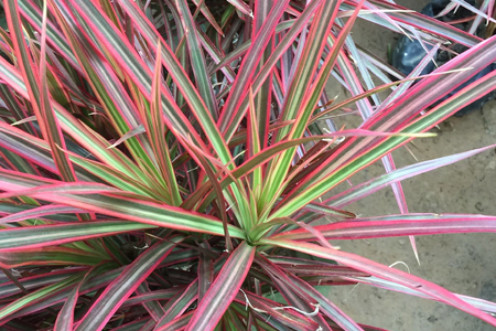 三色千年木的养殖办法和注意些什么