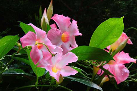 双喜藤与飘香藤的区别