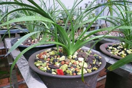 种兰花用什么盆好