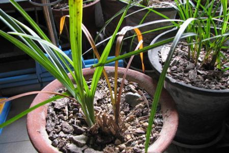 种兰花用什么盆好