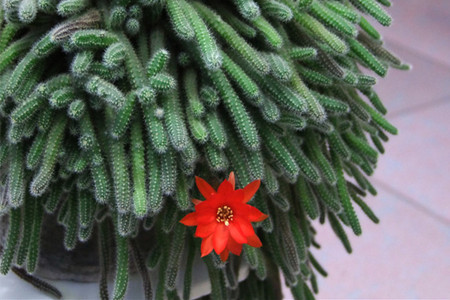 仙人指冬天怎么种植