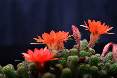 仙人指冬天怎么种植