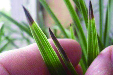 兰花叶子尖发黑解决办法