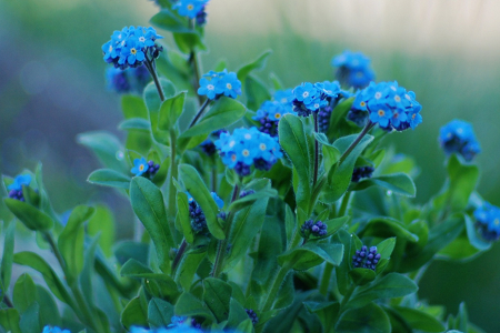 勿忘我的养殖办法和注意些什么