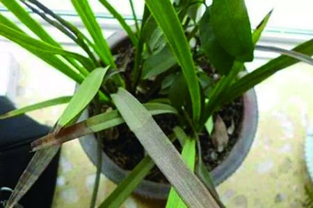 兰花叶子尖发黑解决办法