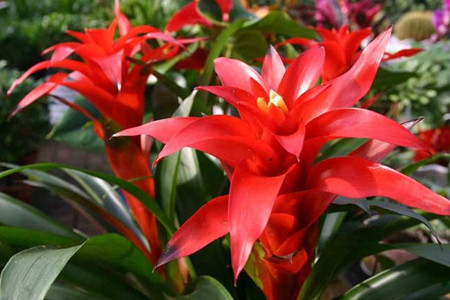 鸿运当头冬天怎么种植