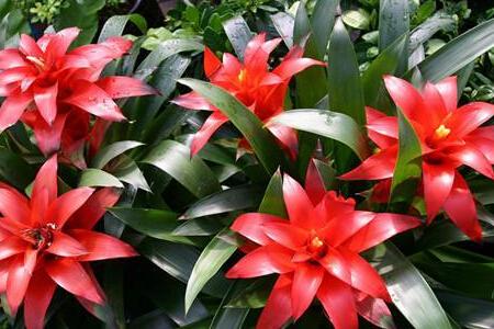 鸿运当头冬天怎么种植