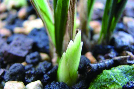 兰花的繁殖办法