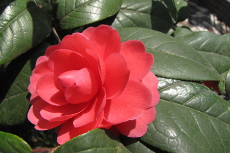 茶梅冬天怎么种植