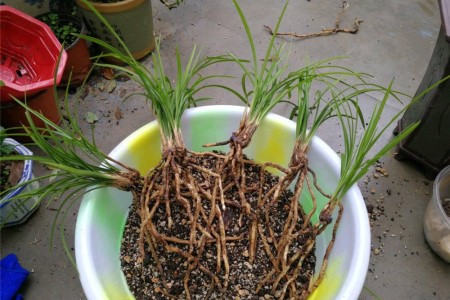 兰花的繁殖办法