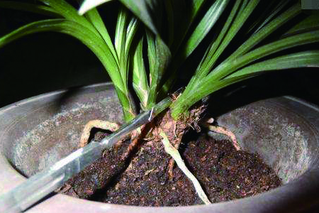 兰花的繁殖办法