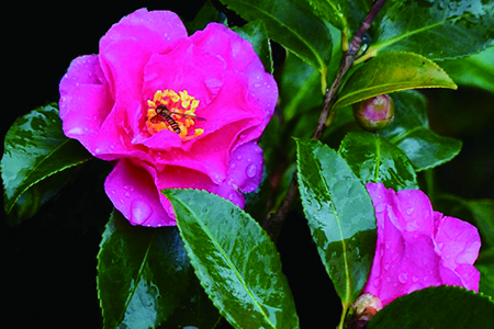 茶梅冬天怎么种植