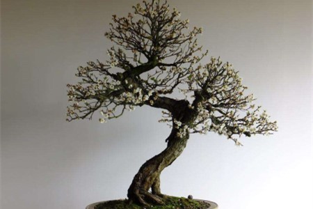 刚买的梅花怎么种植