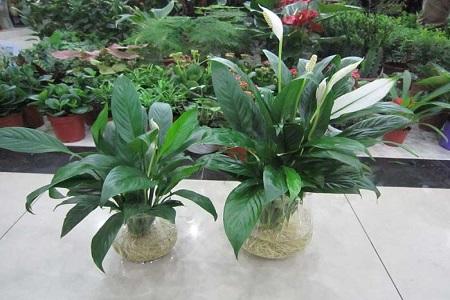 水培白掌怎么种植