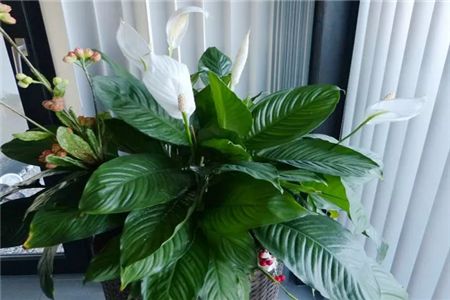 水培白掌怎么种植