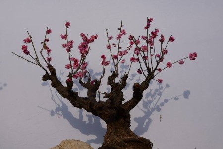 刚买的梅花怎么种植