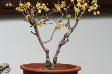 刚买的梅花怎么种植