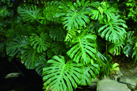 春羽的养殖办法和注意些什么