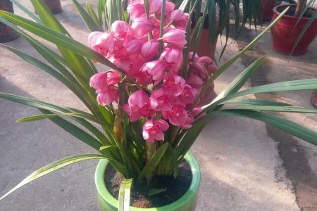 大花蕙兰的养殖办法和注意些什么