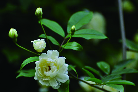 木香花的养殖办法和注意些什么