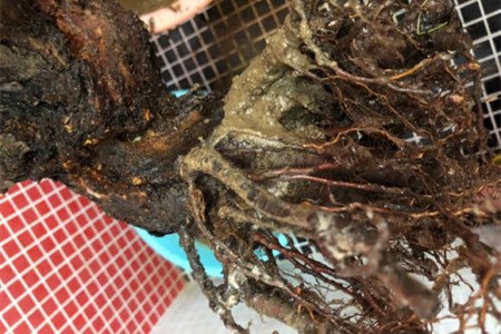 梅花烂根怎么处理