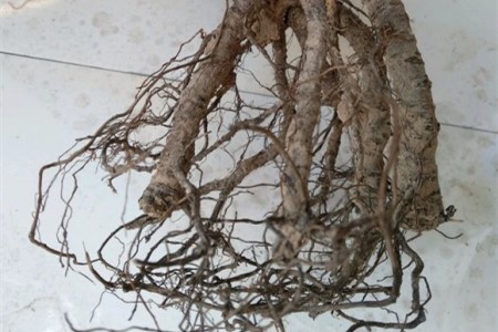 梅花烂根怎么处理