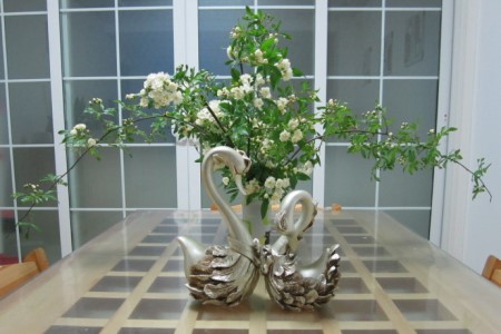 木香花的养殖办法和注意些什么