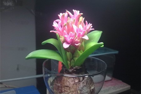 风信子水培怎么种植