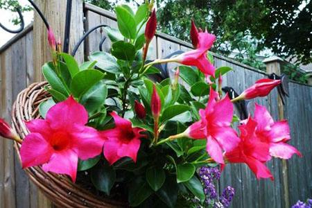 飘香藤冬天怎么种植