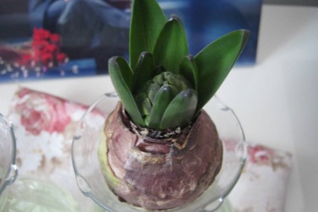 风信子水培怎么种植