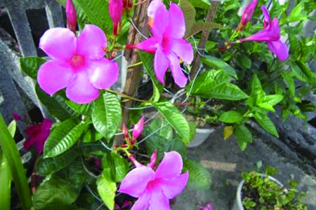 飘香藤冬天怎么种植