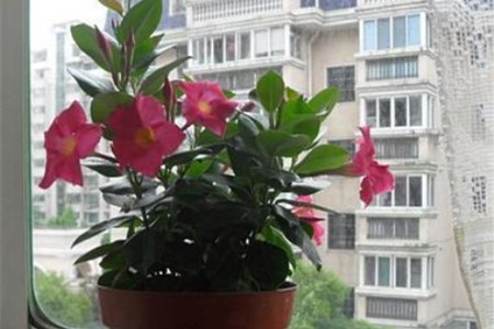 飘香藤冬天怎么种植