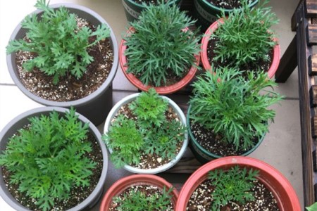 玛格丽特花的养殖办法和注意些什么