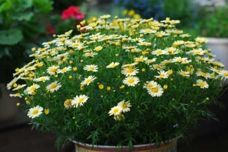 玛格丽特花的养殖办法和注意些什么