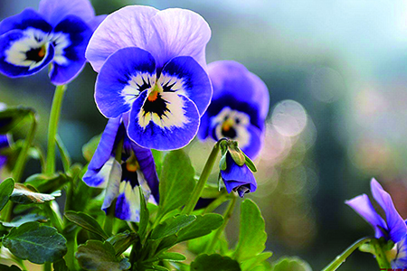 三色堇怎么繁殖