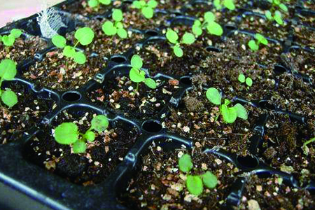 三色堇怎么繁殖