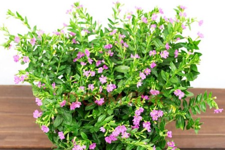 满天星夏天怎么种植