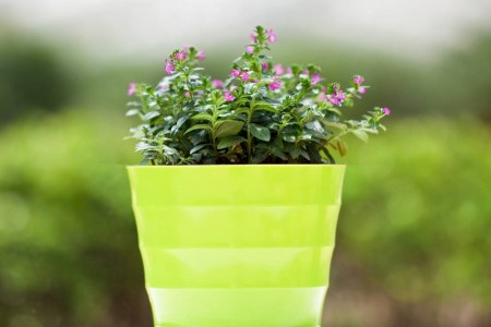 满天星夏天怎么种植