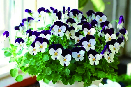 三色堇怎么繁殖