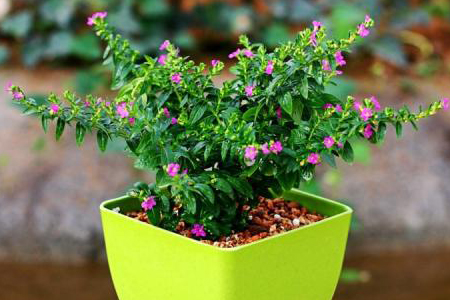 满天星夏天怎么种植