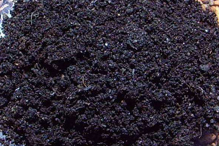 金钱树怎么种植