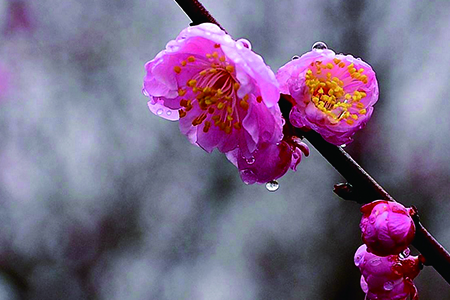 梅花怎么浇水