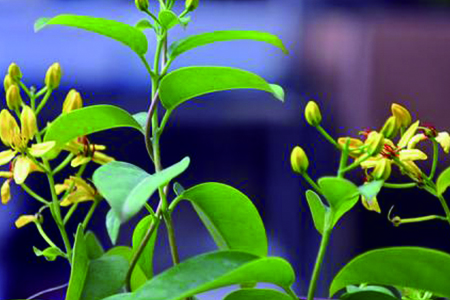 法国香水花怎么种植