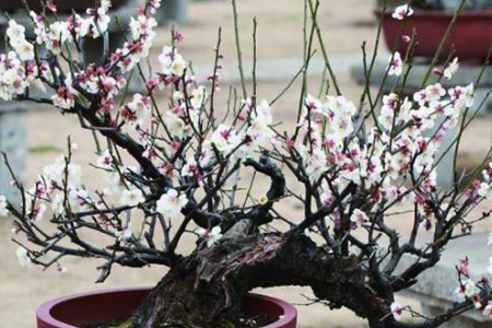 养梅花的土怎么配