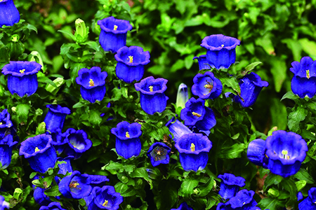 风铃草的养殖办法和注意些什么