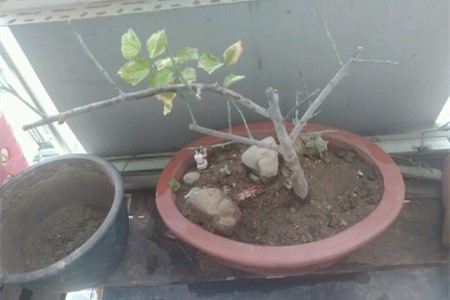 梅花为什么掉叶子