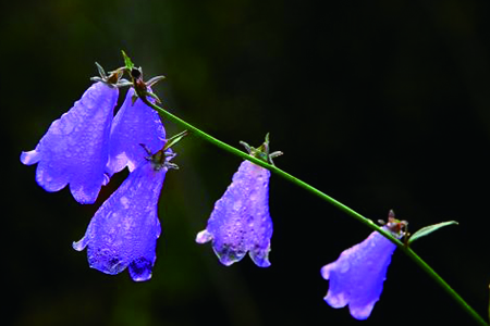 风铃草的养殖办法和注意些什么