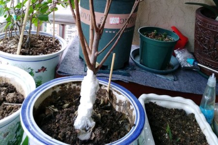 梅花为什么掉叶子